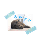 世界一おバカなラブラドール 2（個別スタンプ：20）