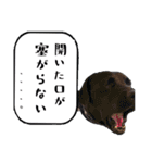 世界一おバカなラブラドール 2（個別スタンプ：24）