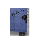 世界一おバカなラブラドール 2（個別スタンプ：28）