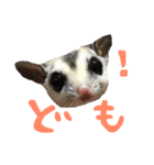 うちのモモンガたち（個別スタンプ：1）