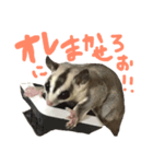 うちのモモンガたち（個別スタンプ：4）