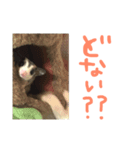 うちのモモンガたち（個別スタンプ：5）
