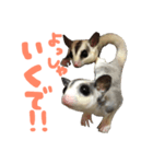 うちのモモンガたち（個別スタンプ：6）