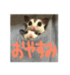 うちのモモンガたち（個別スタンプ：7）