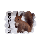 エゾリスタンプ 2（個別スタンプ：2）