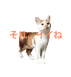 タマにマタタビ（個別スタンプ：2）