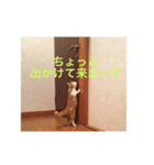 タマにマタタビ（個別スタンプ：3）