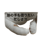 タマにマタタビ（個別スタンプ：6）