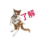 タマにマタタビ（個別スタンプ：8）