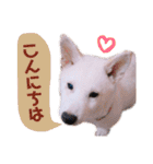 ぼくはシロ。2（個別スタンプ：2）
