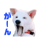 ぼくはシロ。2（個別スタンプ：18）
