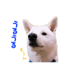 ぼくはシロ。2（個別スタンプ：19）