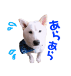 ぼくはシロ。2（個別スタンプ：20）