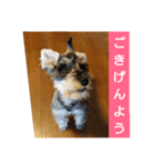 一言シュナウザー（個別スタンプ：1）