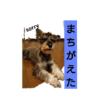 一言シュナウザー（個別スタンプ：2）