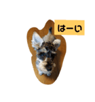 一言シュナウザー（個別スタンプ：3）