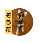 一言シュナウザー（個別スタンプ：4）