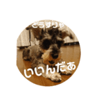 一言シュナウザー（個別スタンプ：5）