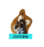 一言シュナウザー（個別スタンプ：6）