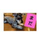 一言シュナウザー（個別スタンプ：7）