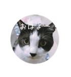 もろさんちの大吉くん（個別スタンプ：1）