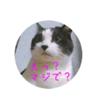 もろさんちの大吉くん（個別スタンプ：3）