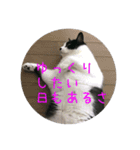 もろさんちの大吉くん（個別スタンプ：7）