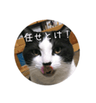 もろさんちの大吉くん（個別スタンプ：8）