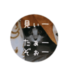もろさんちの大吉くん（個別スタンプ：9）