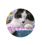 もろさんちの大吉くん（個別スタンプ：13）