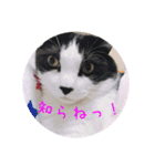 もろさんちの大吉くん（個別スタンプ：15）