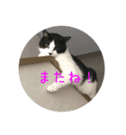 もろさんちの大吉くん（個別スタンプ：16）