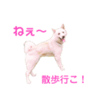 ぴちお＆もみじ（個別スタンプ：9）