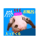 ぴちお＆もみじ（個別スタンプ：12）