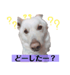ぴちお＆もみじ（個別スタンプ：13）