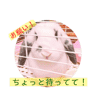 ぴちお＆もみじ（個別スタンプ：16）
