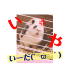 ぴちお＆もみじ（個別スタンプ：20）