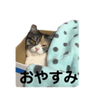 うちの子みーちゃん。（個別スタンプ：7）