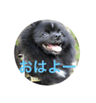 ポメラニアンのノア君（個別スタンプ：4）