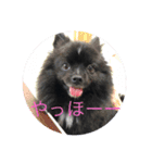 ポメラニアンのノア君（個別スタンプ：5）