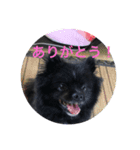 ポメラニアンのノア君（個別スタンプ：8）