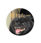 ポメラニアンのノア君（個別スタンプ：9）