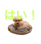 ラックの楽チン生活②（個別スタンプ：1）
