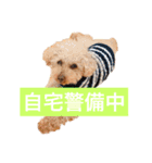 ラックの楽チン生活②（個別スタンプ：5）
