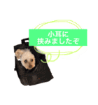 ラックの楽チン生活②（個別スタンプ：9）