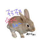 くぅとちょこ（個別スタンプ：5）