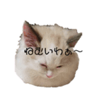 くぅとちょこ（個別スタンプ：7）