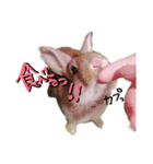くぅとちょこ（個別スタンプ：11）
