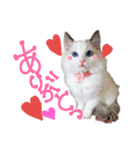くぅとちょこ（個別スタンプ：12）