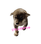 狼犬 ウルフドック Crystal Dogsの狼たち2（個別スタンプ：1）
